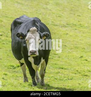 Mucca isolata sul campo guardando la macchina fotografica con curiosità. Per l'industria zootecnica del Regno Unito: Caseificio, carne bovina britannica, agricoltura britannica e agricoltura. Foto Stock