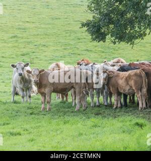 Piccolo gregge di giovani torelli di colori misti, in piedi e guardando inquietante alla macchina fotografica. Per l'industria zootecnica britannica, la carne bovina britannica, l'agricoltura britannica. Foto Stock