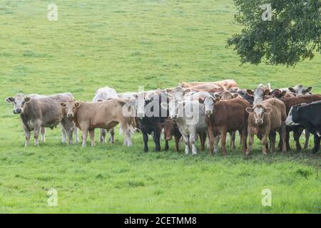 Piccolo gregge di giovani torelli di colori misti, in piedi e guardando inquietante alla macchina fotografica. Per l'industria zootecnica britannica, la carne bovina britannica, l'agricoltura britannica. Foto Stock