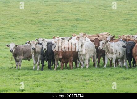 Piccolo gregge di giovani torelli di colori misti, in piedi e guardando inquietante alla macchina fotografica. Per l'industria zootecnica britannica, la carne bovina britannica, l'agricoltura britannica. Foto Stock