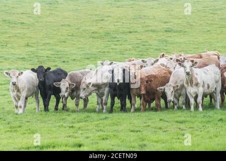 Piccolo gregge di giovani torelli di colori misti, in piedi e guardando inquietante alla macchina fotografica. Per l'industria zootecnica britannica, la carne bovina britannica, l'agricoltura britannica. Foto Stock