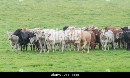 Formato campo 16:9. Piccolo gregge di giovani torelli di colori misti, in piedi e guardando inquietante alla macchina fotografica. Per l'industria zootecnica britannica, la carne bovina britannica. Foto Stock
