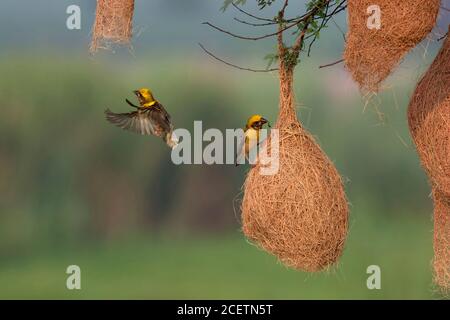 nidificazione del tessitore di baya Foto Stock