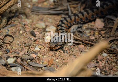 Un'aspica vipera che si snaking su terreno sabbioso. Foto Stock