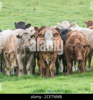 Piccolo gruppo di giovani torelli di colori misti, in piedi e guardando inquietante alla telecamera. Per l'industria zootecnica britannica, la carne bovina britannica, l'agricoltura britannica. Foto Stock