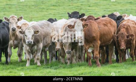 Formato campo 16:9. Piccolo gregge di giovani torelli di colori misti, in piedi e guardando inquietante alla macchina fotografica. Per l'industria zootecnica britannica, la carne bovina britannica. Foto Stock