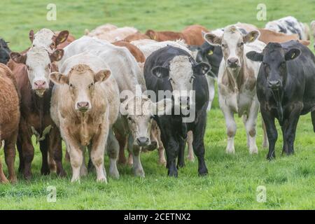 Piccolo gregge di giovani torelli di colori misti, in piedi e guardando inquietante alla macchina fotografica. Per l'industria zootecnica britannica, la carne bovina britannica, l'agricoltura britannica. Foto Stock