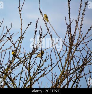 Tre Siskins seduti in un cespuglio in primavera. Foto Stock