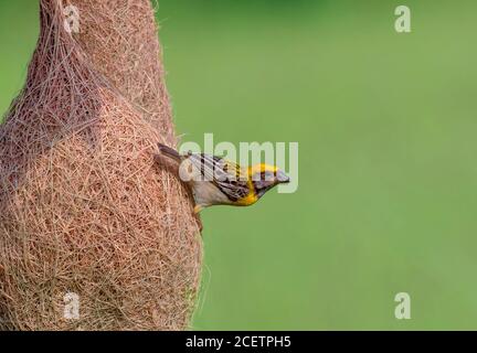 nidificazione del tessitore di baya Foto Stock