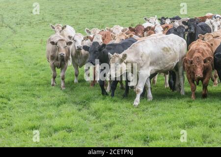 Piccolo gregge di giovani torelli di colori misti, in piedi e guardando inquietante alla macchina fotografica. Per l'industria zootecnica britannica, la carne bovina britannica, l'agricoltura britannica. Foto Stock