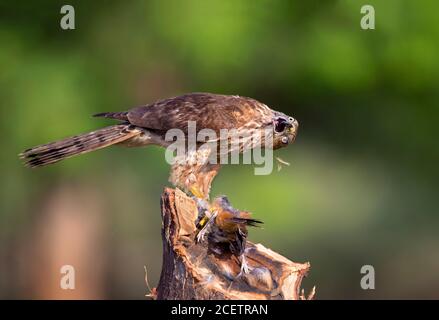 Aquilone, shikra, falco, aquila, falco pescatore, gheppio e altri uccelli rapaci in Pakistan Foto Stock