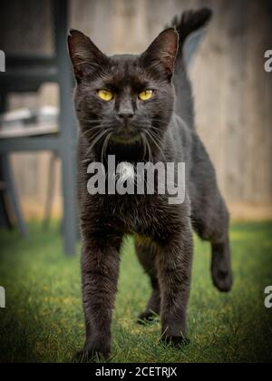 tabby gatto nero Foto Stock