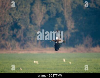 ibis con napping rosso in volo Foto Stock