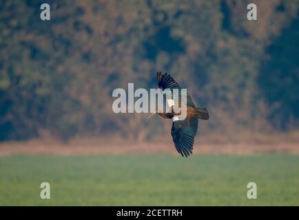 ibis con napping rosso in volo Foto Stock