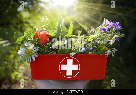 Concetto di medicina alternativa - erbe mediche fresche in kit rosso di pronto soccorso. Foto Stock