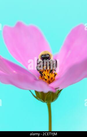 Closeup di ape impollinante fiore rosa cosmo con fuoco su primo piano e colore acquatico della piscina all'aperto su sfondo sfocato Foto Stock