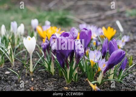 Fiori delicati di crocus x viola e giallo si sviluppano dentro Il giardino in una giornata di sole primavera Foto Stock