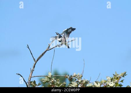 Belted Kingfisher Foto Stock