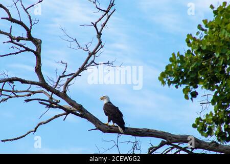 Lato della strada Bald Eagle foto in volo e. a riposo Foto Stock