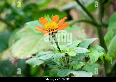 Daisy-come teste di fiori arancioni di Tithonia rotundifolia 'torcia'. Girasole messicana "torcia" Foto Stock