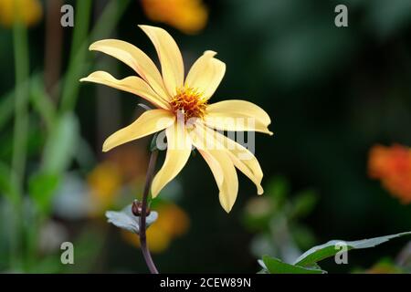 Fiore singolo giallo brillante di Dahlia 'Bishop of York' Foto Stock