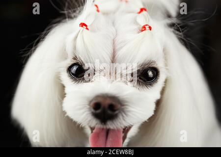 Carino bianco cucciolo maltese portrait.Beautiful piccolo cane giocattolo pesante respirazione Con la lingua rosa che si attacca out.adorable animale domestico che viene occhiato in specializzato gro Foto Stock