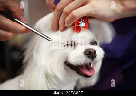 Adorabile doggy maltese che viene curato in salon.Professional di cura pettinatura pet capelli con pettine in primo piano presso la clinica di veterinario Foto Stock