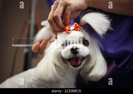 Adorabile cucciolo matlese nel grooming salon.cute cane decorativo bianco essere Cured in Clinic.Ritratto veterinario di cucito felice con arco su testa Foto Stock