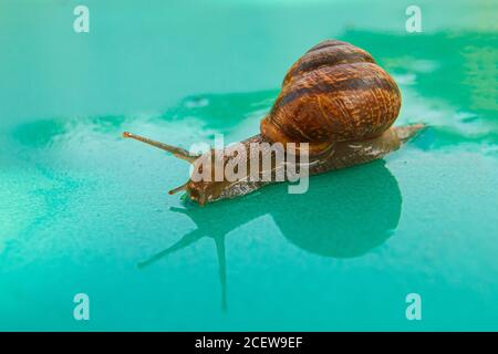 Una lumaca si insinua su una superficie verde bagnata. Foto Stock