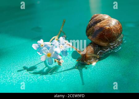 Una lumaca si insinua su una superficie verde bagnata. Lumaca e fiore blu. Foto Stock