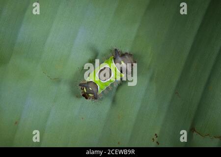 Saddleback Caterpillar su stabilimento di Bananna Foto Stock