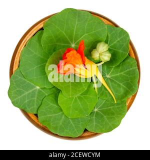 Nasturzio da giardino, foglie arrotondate, fiore rosso brillante e baccello di semi non maturo in ciotola di legno. Tropaeolum majus, nasturtian, naso-twister o naso-tweaker. Foto Stock