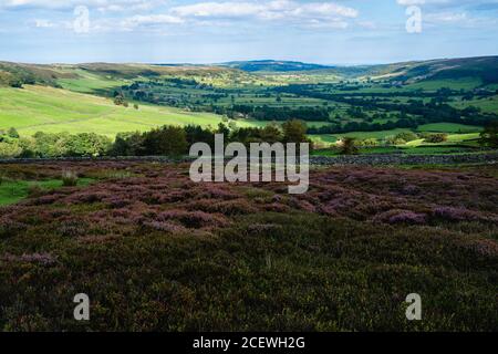 Heather brughiera in fiore attraverso le Nroth York Moors attraverso il dale sotto il cielo blu con le nuvole in estate a Glaisdale, Yorkshire, Regno Unito. Foto Stock