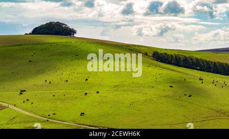 Mucche nere che pascolano in verdi colline ondulate nel paesaggio di South Downs vicino a Steyning, West Sussex, UK Foto Stock