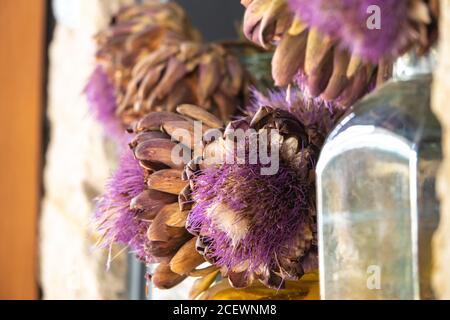 Pianta ornamentale di carciofi selvaggi sulla panca Foto Stock