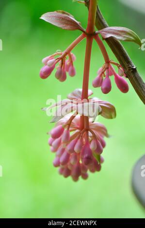 Uva di rose o medinilla showy, Medinilla magnifica Lindl fiore Foto Stock