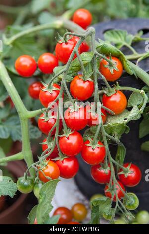 pomodori ciliegini coltivati in casa sulla vite Foto Stock