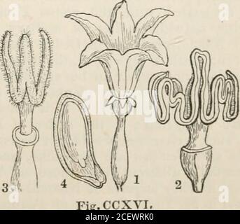 . il regno vegetale : o, la struttura, la classificazione e gli usi delle piante, illustrati sul sistema naturale. Fig. CXV.. Fig. CXV. - Bryonia dioica.Fig. CCXVI.-Coccinia indica. Un fiore; 2. STAMENS; 3. Stigmi; 4. Sezione di seme. – Wight. 312 CUCURBITACE^. [Esogeni diclinici. Foto Stock