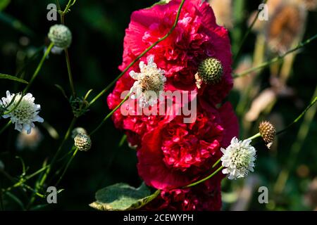Un'ape di miele (Apis mellifera) Sul fiore di un gigante scabio (Cefalaria gigantea) davanti a un doppio hollyhock rosso Foto Stock