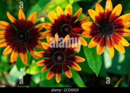 I fiori di un hirta Rudbeckia 'nani rustici misti' Foto Stock