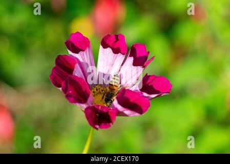Un'ape di miele (Apis mellifera) Sul fiore di una cosmeta conchiglie di mare misto (COSMOS bipinnatus conchiglie miste) Foto Stock