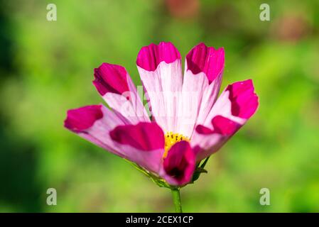 Il fiore di una cosmeta conchiglie di mare misto (COSMOS bipinnatus conchiglie miste) Foto Stock