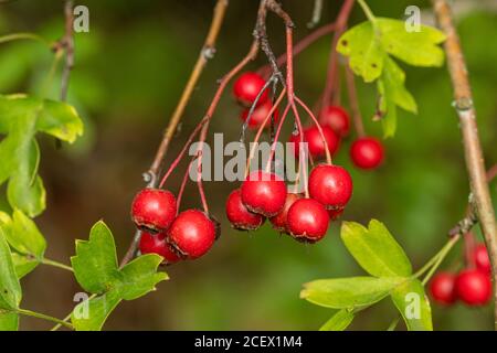 Bacche rosse o fiaccole su un albero di biancospino (Crataegus monogyna) in tarda estate, Regno Unito Foto Stock