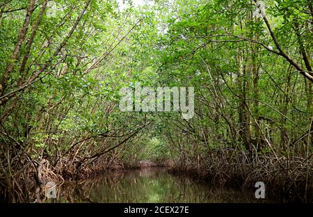 Sbalorditivo Tree Tunnels Vista dalla barca lungo il fiume nella Foresta di Mangrove, provincia di Trat, Thailandia Foto Stock