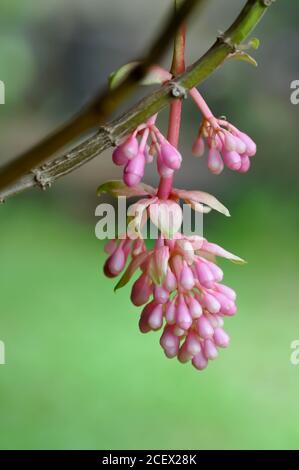 Uva di rose o medinilla showy, Medinilla magnifica Lindl fiore Foto Stock