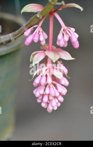 Uva di rose o medinilla showy, Medinilla magnifica Lindl fiore Foto Stock