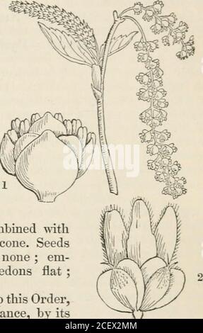 . il regno vegetale : o, la struttura, la classificazione e gli usi delle piante, illustrati sul sistema naturale. FIFF. CLXVIII. Foto Stock