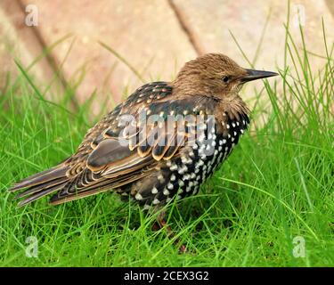 Stallonatura europea giovanile in erba (Sturnidae) Foto Stock