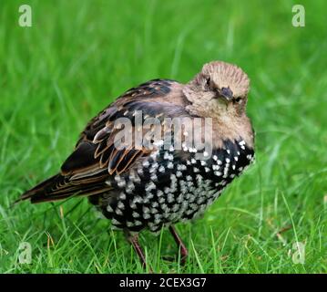 Stallonatura europea giovanile in erba (Sturnidae) Foto Stock