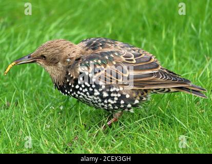 Giovane europeo Starling in erba con un grub nel suo becco , (Sturnidae) Foto Stock